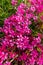 Pink creeping phlox. Blooming phlox in spring garden, top view close up. Rockery with small pretty dark pink phlox flowers.