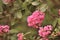 Pink crepe myrtle flowers closeup, faded