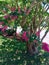 Pink Crepe myrtle tree