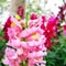 Pink crimson antirrhinum