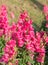 Pink crimson antirrhinum (snapdragon) flower