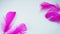 Pink and crimson feathers as a background. Light curved fluffy feathers. Flamingo plumage. Colored feathers. Theme of