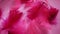 Pink and crimson feathers as a background. Light curved fluffy feathers. Flamingo plumage. Colored feathers. Theme of