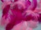 Pink and crimson feathers as a background. Light curved fluffy feathers. Flamingo plumage. Colored feathers. Theme of