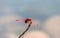 Pink Crimson marsh glider (Trithemis aurora) dragonfly on a blurred backgroudn