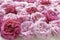 Pink and crimson rose buds.Beautiful floral holiday background.Tea Rose.Top view, soft focus