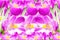 Pink crocus spring flower texture background