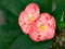 Pink crown of thorns Christ Thorn or Poi Sian flower with green leaf