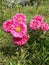 Pink crysanthemum mums flowers