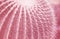 Pink cuctus close up. Creative trends pink pattern background