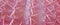 Pink cuctus close up. Creative trends pink pattern background