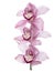 Pink cultivated orchid flowers closeup isolated on white background.