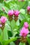 Pink Curcuma alismatifolia flower or Siam tulip