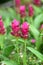 Pink Curcuma alismatifolia flower or Siam tulip