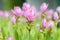 Pink curcuma alismatifolia or siam tulip