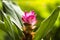 Pink Curcuma Flower