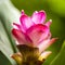 Pink Curcuma Flower