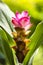 Pink Curcuma Flower