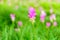 Pink Curcuma sessilis flowers in a field