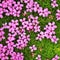 Pink cushion phlox, wildflowers growing on Mount Niesen. Bernese