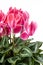 Pink cyclamen