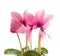 Pink cyclamen