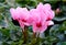 Pink Cyclamen or Alpine Violet lat. - Cyclamen