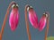 Pink cyclamen buds