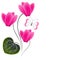 Pink cyclamen with butterfly, on white background.
