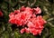 Pink Cyclamen `Fantasia Deep Rose` flowers