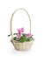 Pink cyclamen flower in basket