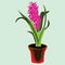 pink cyclamen flower plant in pot. Vector illustration decorative design