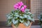 Pink cyclamen flower in pot Cyclamen persicumsowbread, or swinebread