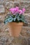 Pink cyclamen flower in a pot with stone background. Cyclamen persicum; sowbread or swinebread