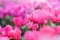 Pink cyclamen flowers