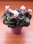 Pink Cyclamen persicum in a purple pot