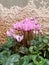 Pink Cyclamens