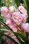 Pink cymbidium orchid flower