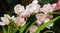 Pink Cymbidium orchids