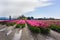 Pink Daffodil Tulip Flower Farm