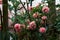 pink dahlia blooming home garden flower, ornamental plant