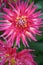 Pink Dahlia blossom Cactus Dahlia Blurred vegetation background