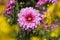 Pink Dahlia blossom in a garden with yellow foreground bokeh