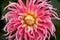 Pink Dahlia Cactus mix hybrid flower as a background growing in summer cottage garden