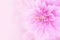 Pink dahlia flower background in soft tone with copy space