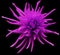 Pink Dahlia flower, black isolated background with clipping path. Closeup. no shadows. For design. Bright shaggy flower.