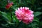 Pink Dahlia flower in bloom with bud in autumn garden