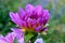 Pink Dahlia Flower Budding