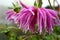 Pink dahlia flower in drops of water after rain