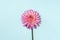 Pink dahlia flower on pastel blue background. Top view. Flat lay. Copy space. Creative minimalism still life. Floral design